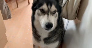Deze husky is er dol op om de discussie aan te gaan met z’n baasje..