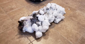 Baasjes zoeken naar hun kat en treffen het beestje compleet bevroren aan..