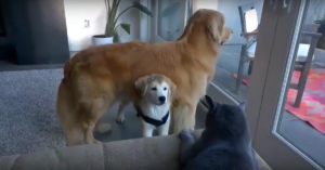 Kleine pup daagt kat uit. Maar alleen maar omdat hij op papa’s bescherming kan rekenen