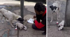 Moederhond beschermt gewonde pup in India..