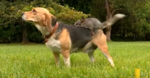 Opvallend duo: deze beagle en buidelrat zijn onafscheidelijk