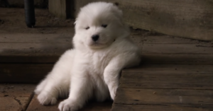 Kleine Samojeed pup vindt een nieuw vriendje..