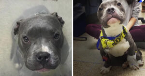 Pitbull die vastgebonden aan een paal werd aangetroffen is nu dolgelukkig!
