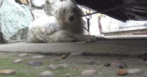 Bange zwerfhond weet niet wat hem overkomt als zij op ‘m aflopen..