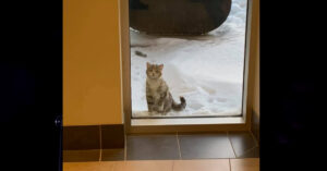 Brandweermannen kijken uit het raam van hun kazerne..