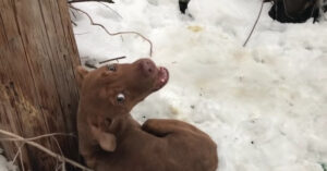 Wanhopig zwerfhondje ligt in de kou en jankt om hulp…