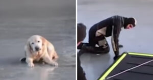 Oudere hond dat zich op bevroren meer in Hongarije bevindt, schreeuwt om hulp..