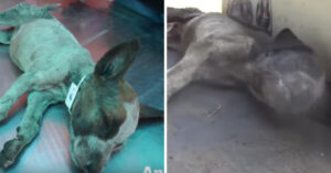 Kleine zwerfpup in India lijkt haar laatste adem uit te blazen.. Maar dan komen deze helden!