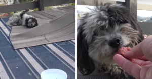 De kleine hond Fergie leeft alleen in de bergen en wordt omringd door roofdieren!