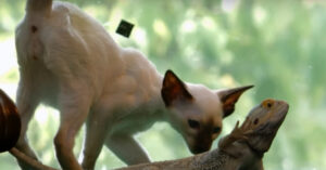 Kitten heeft probleempje met z’n poot. Maar dat weerhoudt ‘m er niet van om nieuwsgierig te doen!