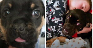 Gedumpte puppy is volgens zijn nieuwe baasjes ‘perfect’!