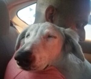 Zwerfhond uit Dubai kan eindelijk rusten als hij beseft dat deze man ‘m komt helpen..