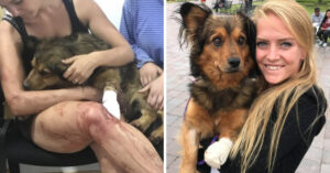Nederlandse reiziger treft zwaargewond hondje aan naast het spoor in Peru