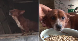 Kleine hond is depressief als z’n beste vriendje weg wordt gehaald…