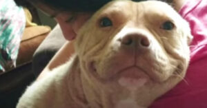 Deze geredde pitbull maakt een einde aan alle vooroordelen over haar ras..
