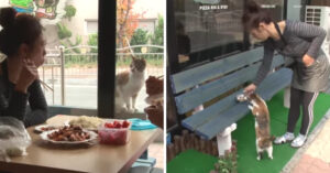 Hartverwarmend: deze zwerfkat woont in een pizzeria