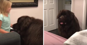 Meisje en haar enorme hond moeten ‘welterusten’ tegen elkaar zeggen..