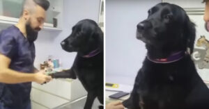 Schattige hond gedraagt zich voorbeeldig als ‘ie een spuitje krijgt..