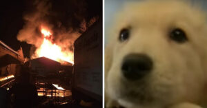 Er breekt een hevige brand uit naast een dierenwinkel..