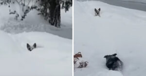 Kleine hond zit vast in de sneeuw. Maar dan komt z’n maatje ‘m helpen!