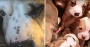 Geredde pitbull moeder raakt in depressie als haar pups van haar gescheiden worden