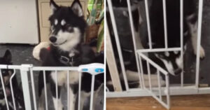 Dit hekje moet deze husky’s tegenhouden..