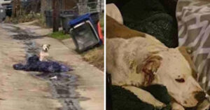 Ongewilde hond wordt met haar deken midden op straat gedumpt