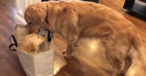 Golden retriever ziet z’n baasjes binnenlopen met een tas..