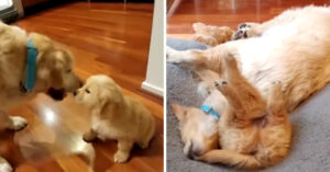 Kleine golden retriever pup van 8 weekjes wordt naar huis gebracht..