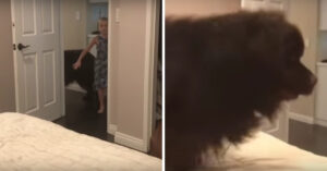 Enorme Newfoundlander wordt helemaal gek voor het slapen gaan!