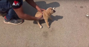 Zwerfhondje in India heeft zoveel pijn dat ze niet eens naar haar moederhond kan lopen..