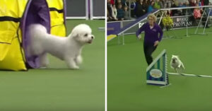 Deze honden vinden het heerlijk om mee te doen aan dit vermakelijke parcours!