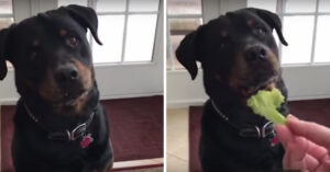 Grappige hond weigert om groenten te eten