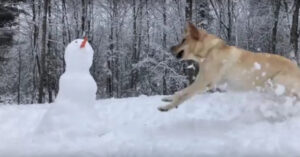 Leuk! De sneeuwpop is opgezet!