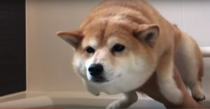 Hoe een Shiba eruit ziet die in bad gaat?