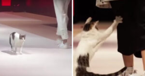 Deze modellen zijn bezig op de catwalk. Maar dan steelt een speelse zwerfkat de show!