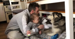 De husky des huize is ziek. En daarom geeft deze baby haar iets zodat ze wat opvrolijkt..