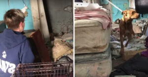 Arme hond wordt samen met haar pups gered uit werkelijk erbarmelijke omstandigheden..