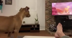 Schattige hond reageert op de állerleukste manier op de treurigste Lion King-scène