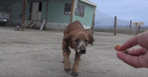 Redding van een zieke hond dicht bij de grens tussen de Verenigde Staten en Mexico