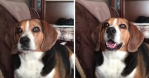 Hilarisch: man heeft compleet gesprek met ‘pratende’ beagle