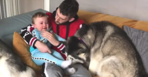 Husky krabt per ongeluk baby en heeft spijt