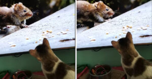 Kat ziet een rat op tv… Maar lijkt niet te begrijpen dat het geen echte rat is