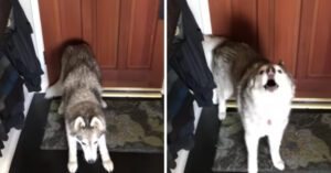 Hij wil naar z’n werk. Maar dat probeert z’n grappige husky te voorkomen!