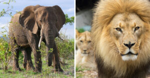 Olifant doodt stroper in Zuid-Afrika, leeuwen eten zijn lichaam op