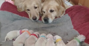 Té lief: papa en mama hond kijken trots naar hun pups