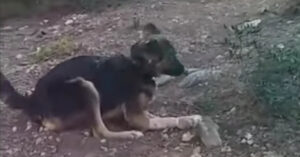 Hartverscheurend: blinde en zwangere hond wordt gedumpt in Spanje..