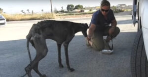 Graatmagere Spaanse zwerfhond is voor dood achtergelaten..