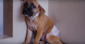 Thais zwerfhondje is doodsbang als ze bij het dierenasiel aankomt..