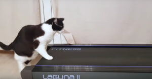 Baasje heeft een loopband gekocht. En dat zorgt voor een hoop nieuwsgierig bij deze kat!